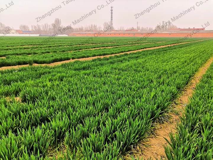 Les maïs plantés en semoir prospèrent