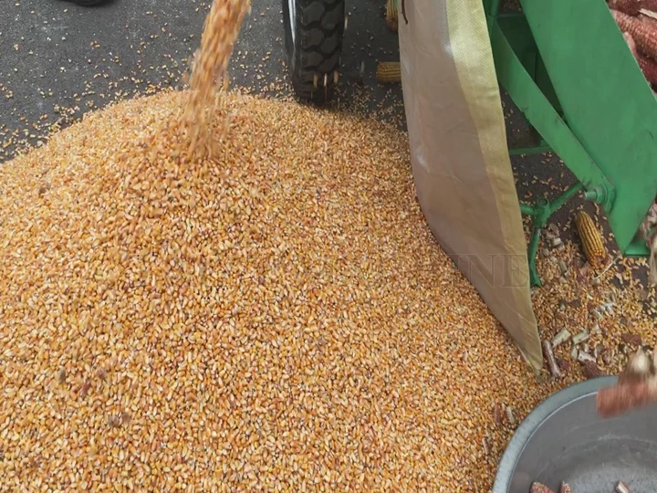 La production de grains de maïs peut atteindre 6 tonnes par heure