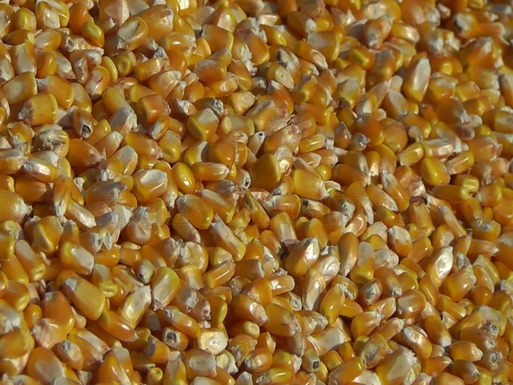 haute intégrité des grains de maïs retirés