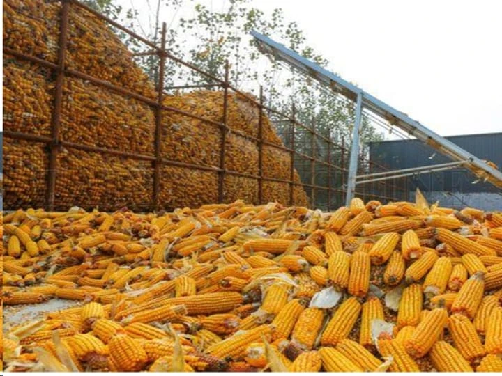 Corn harvesters help save labor.