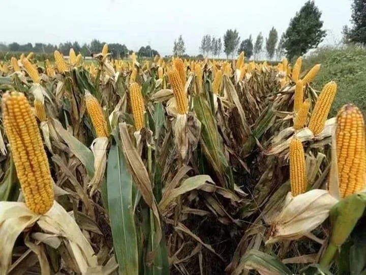 It's harvest time for corn.