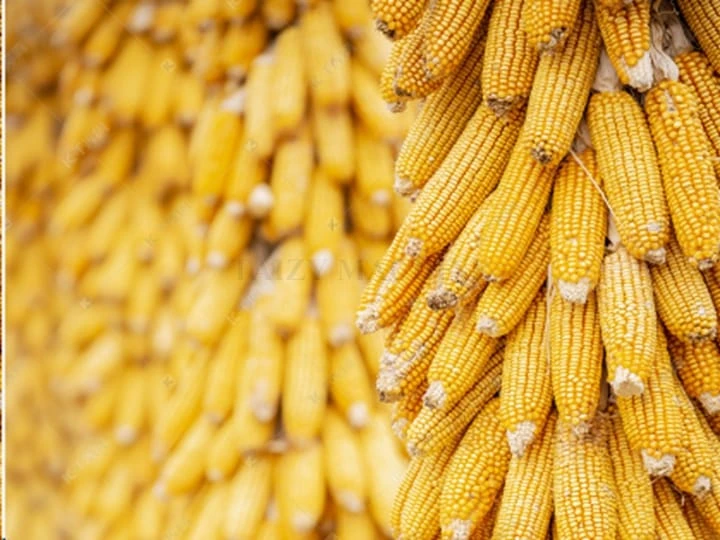 harvest season, lots of corn to deal with